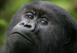 Luxury Rwandan Primate Adventure
