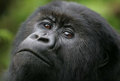 Luxury Rwandan Primate Adventure