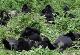 Gorilla and Golden Monkey Discovery