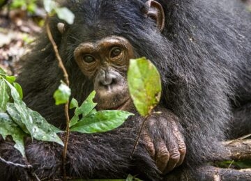 Kibale Forest National Park thumbnail
