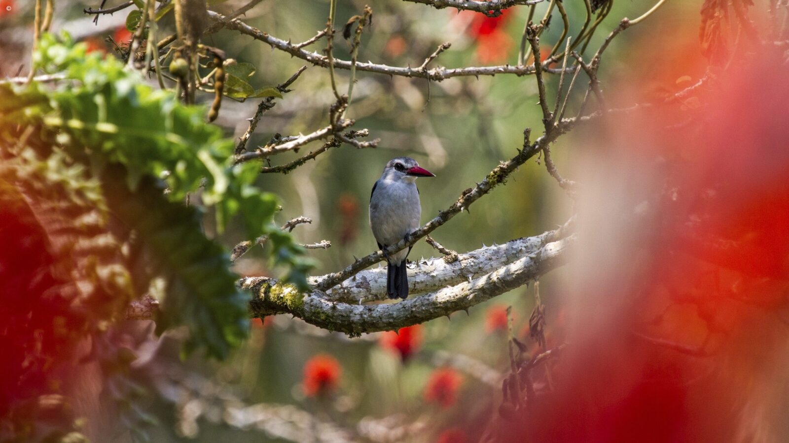 Mangrove Kingfisher, Uganda