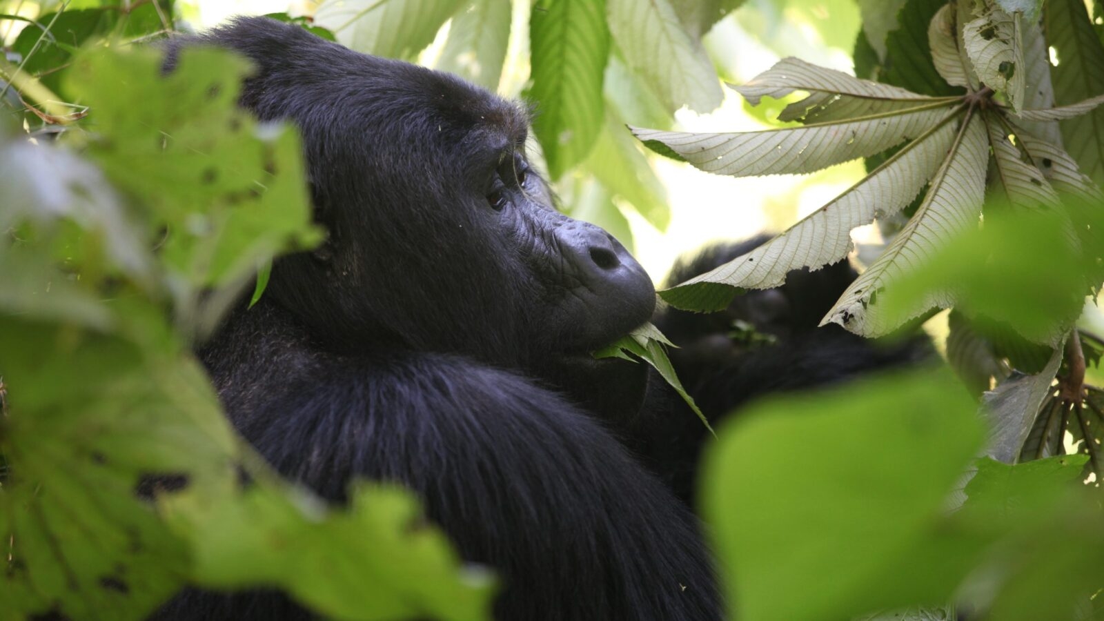 gorilla-tracking-uganda