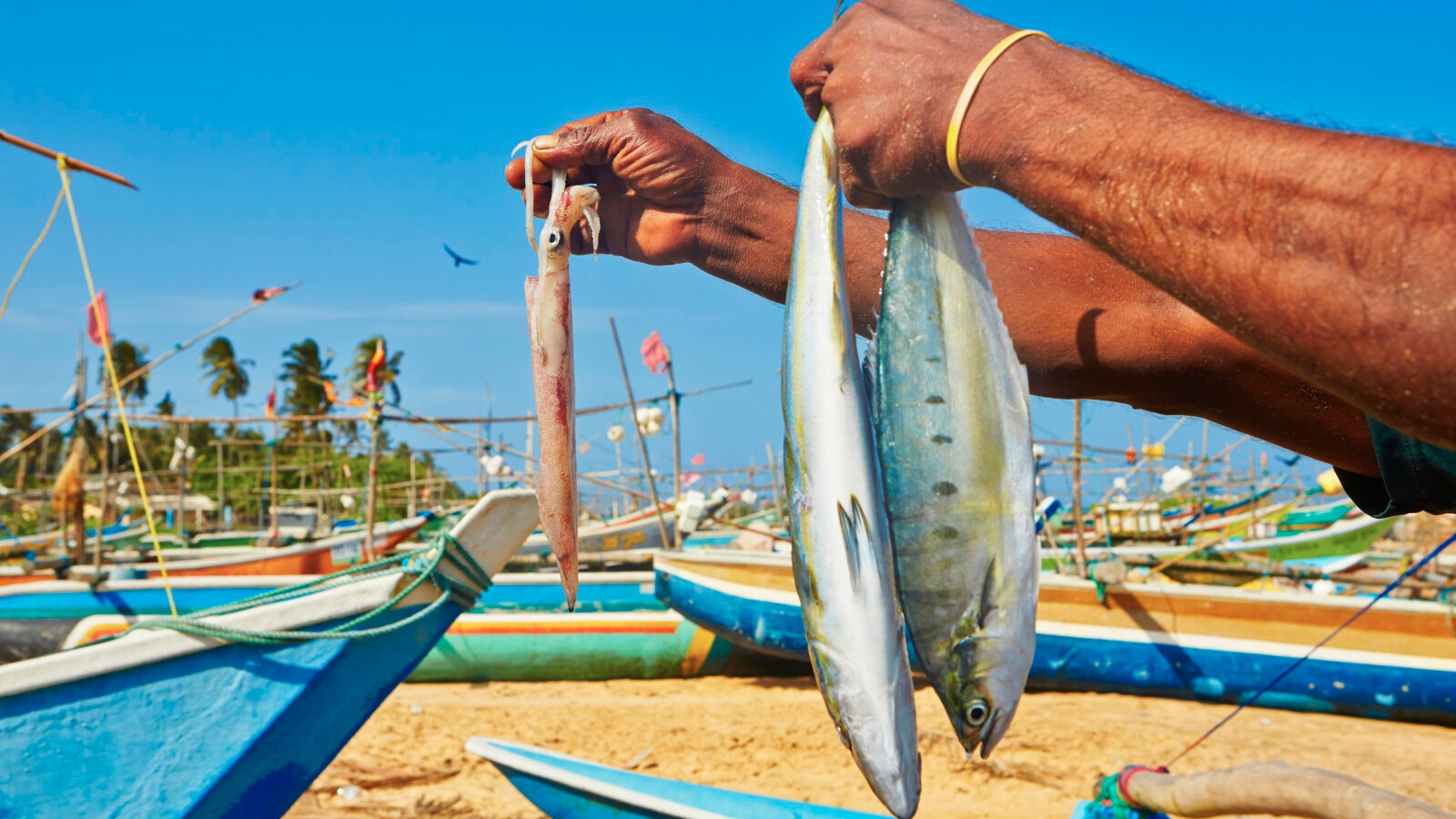 fish-hands-sri-lanka