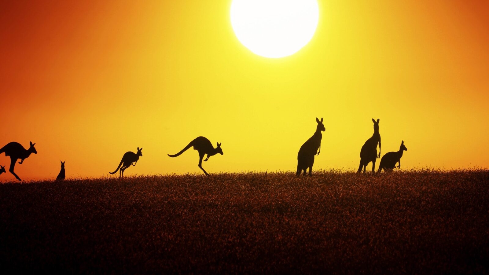 jumping-kangaroo-sunset