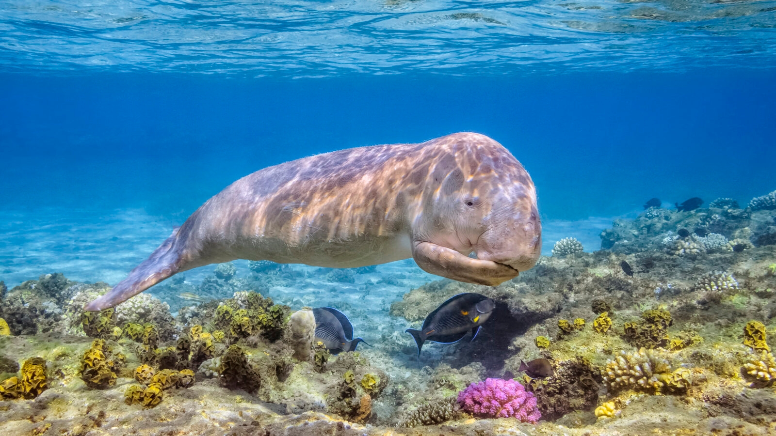 dugong-calf-red-sea