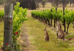 A Taste of Australia