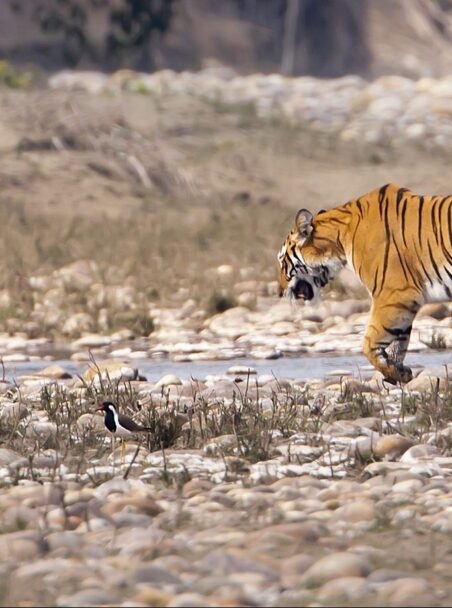Tiger Tracks: Where to See Nepal’s Rich Wildlife