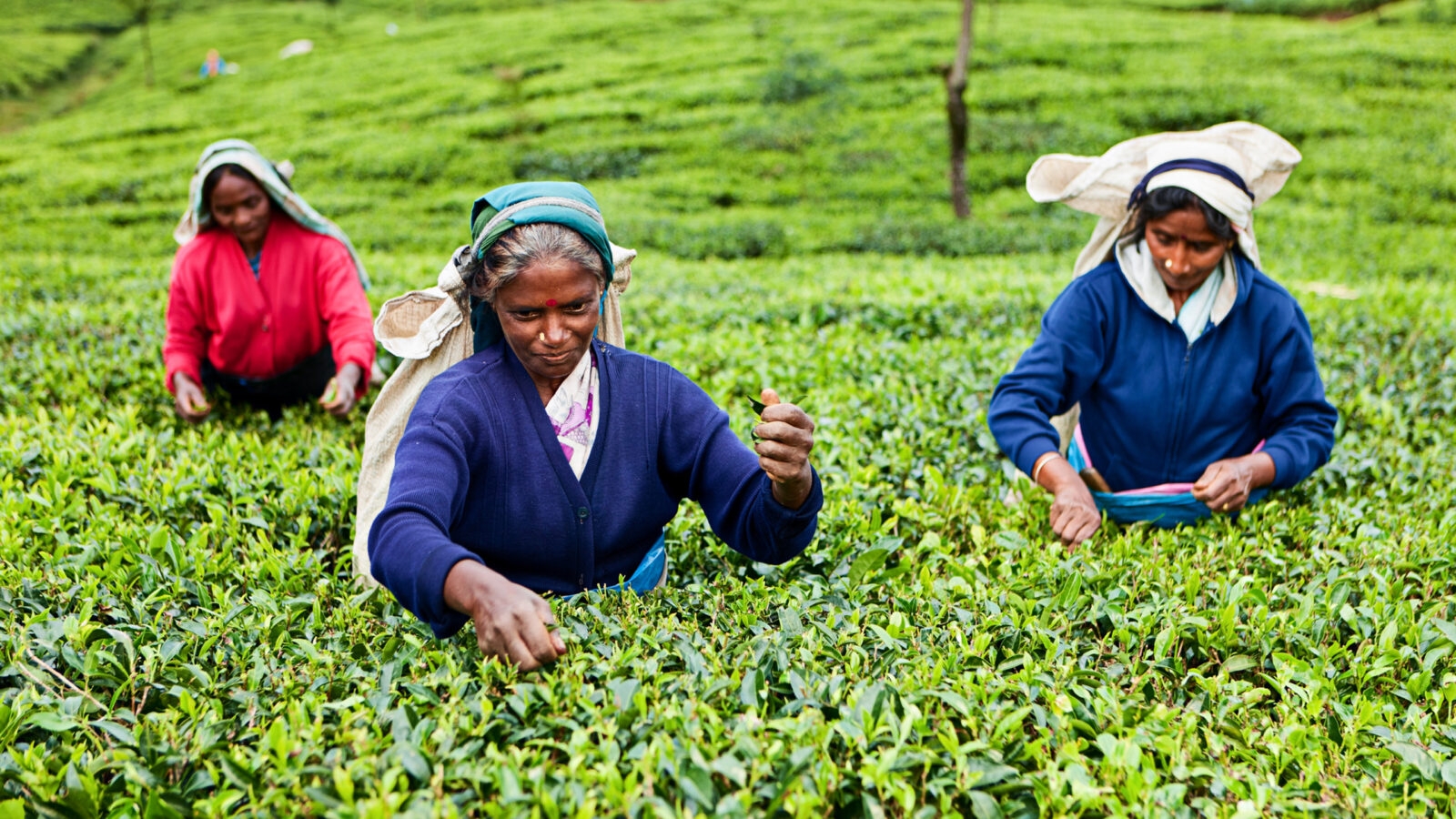 Tamil women plucking tea leaves near Nuwara Eliya, Sri Lanka