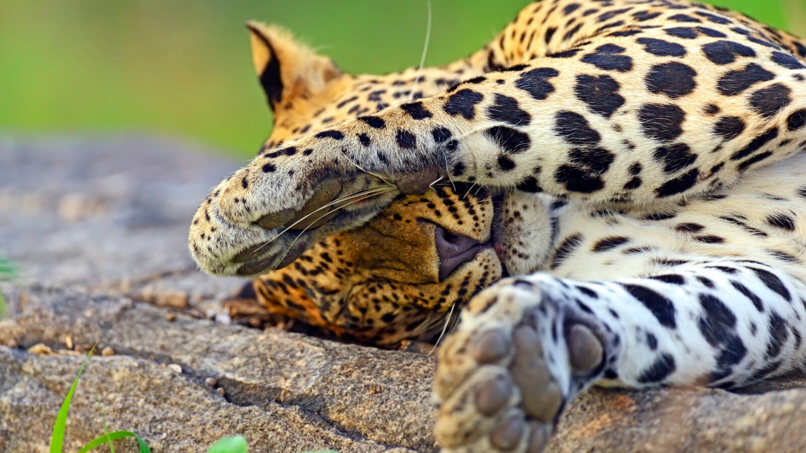 Leopard sleeping in Yala National Park, Sri Lanka