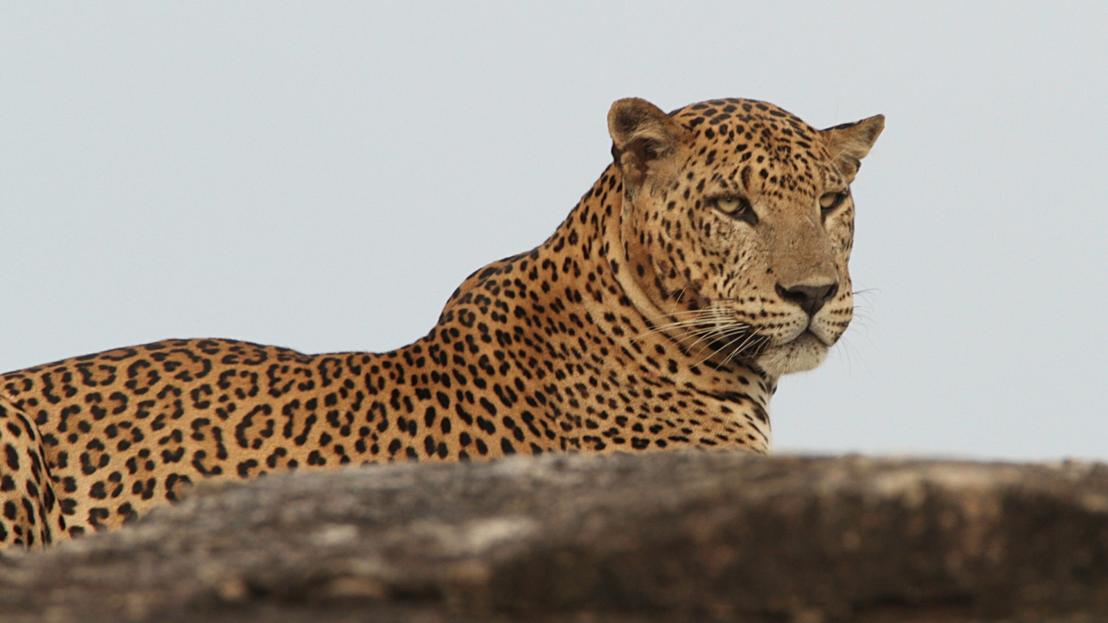 A close-up of a leopard.
