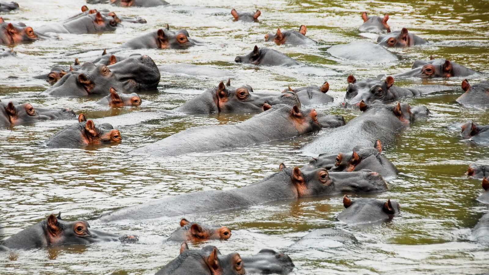 Hippos, Ishasha river, Queen Elizabeth National Park, Uganda