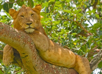 Queen Elizabeth National Park thumbnail