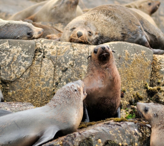 bruny-island-seals-tasmania