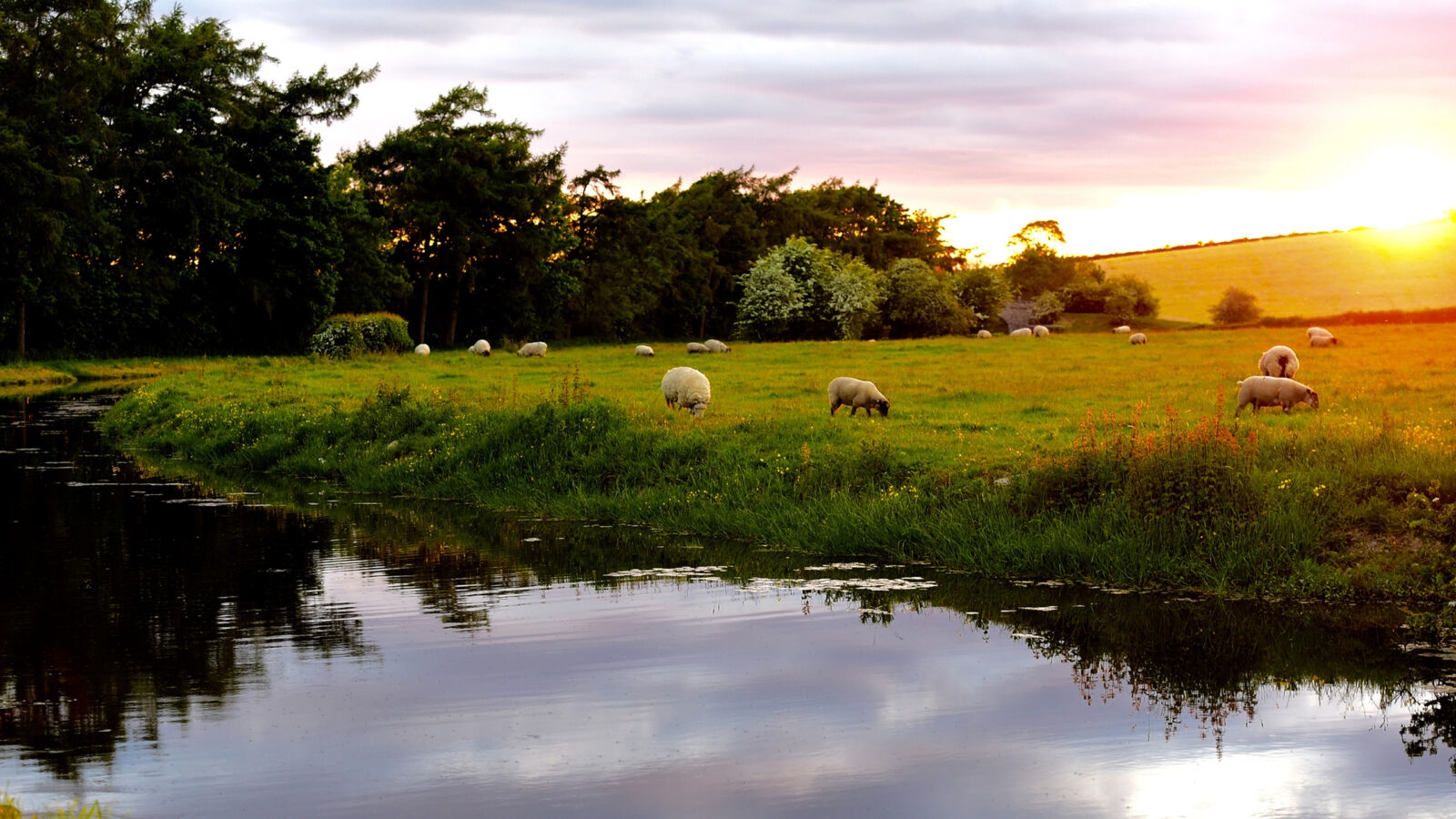 lake-district-sheep