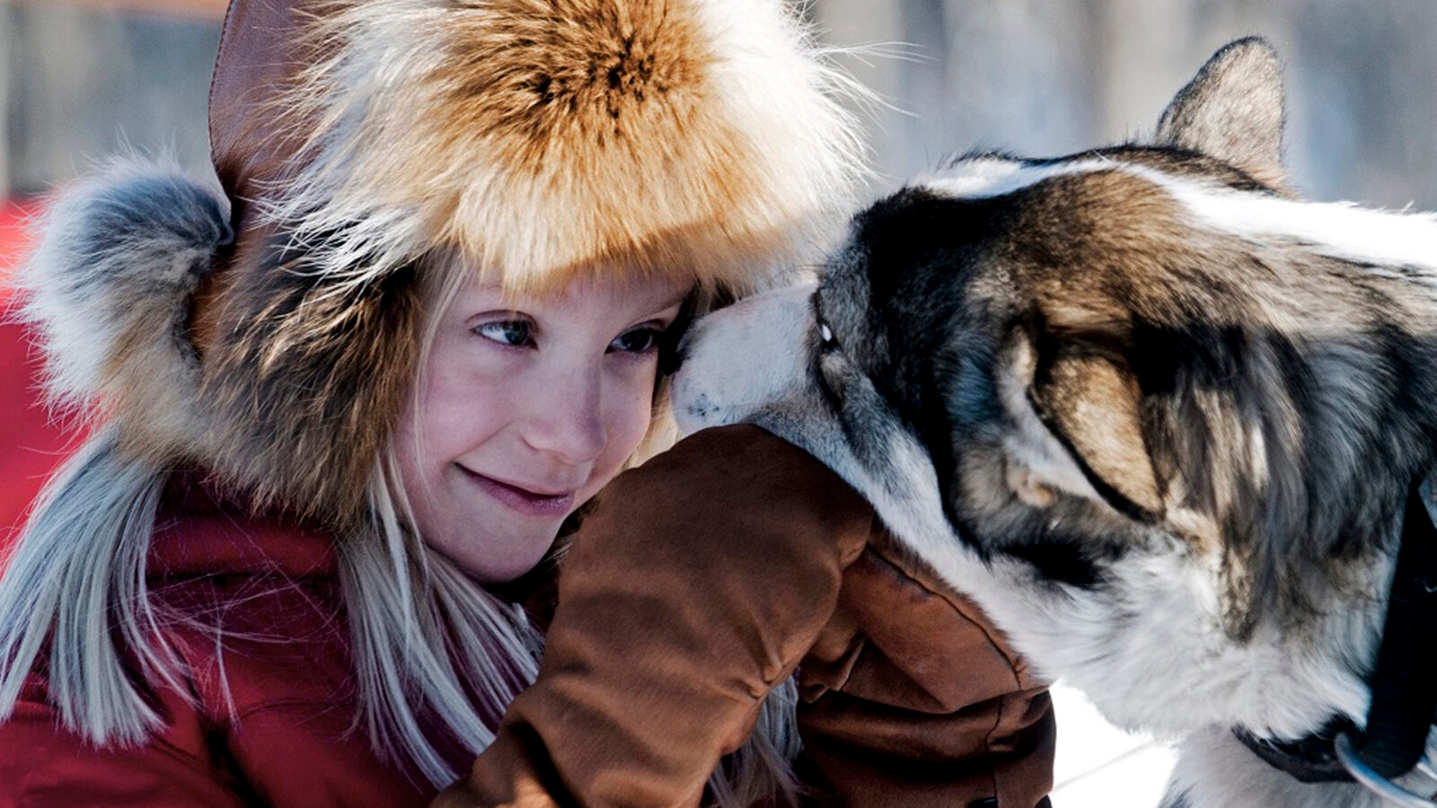fjellbord-arctic-lodge-husky