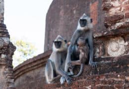 Wild Family Adventure in Sri Lanka