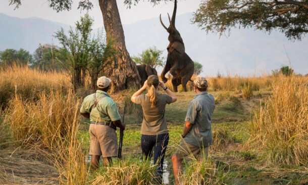 walking-safari-ruckomechi-zimbabwe