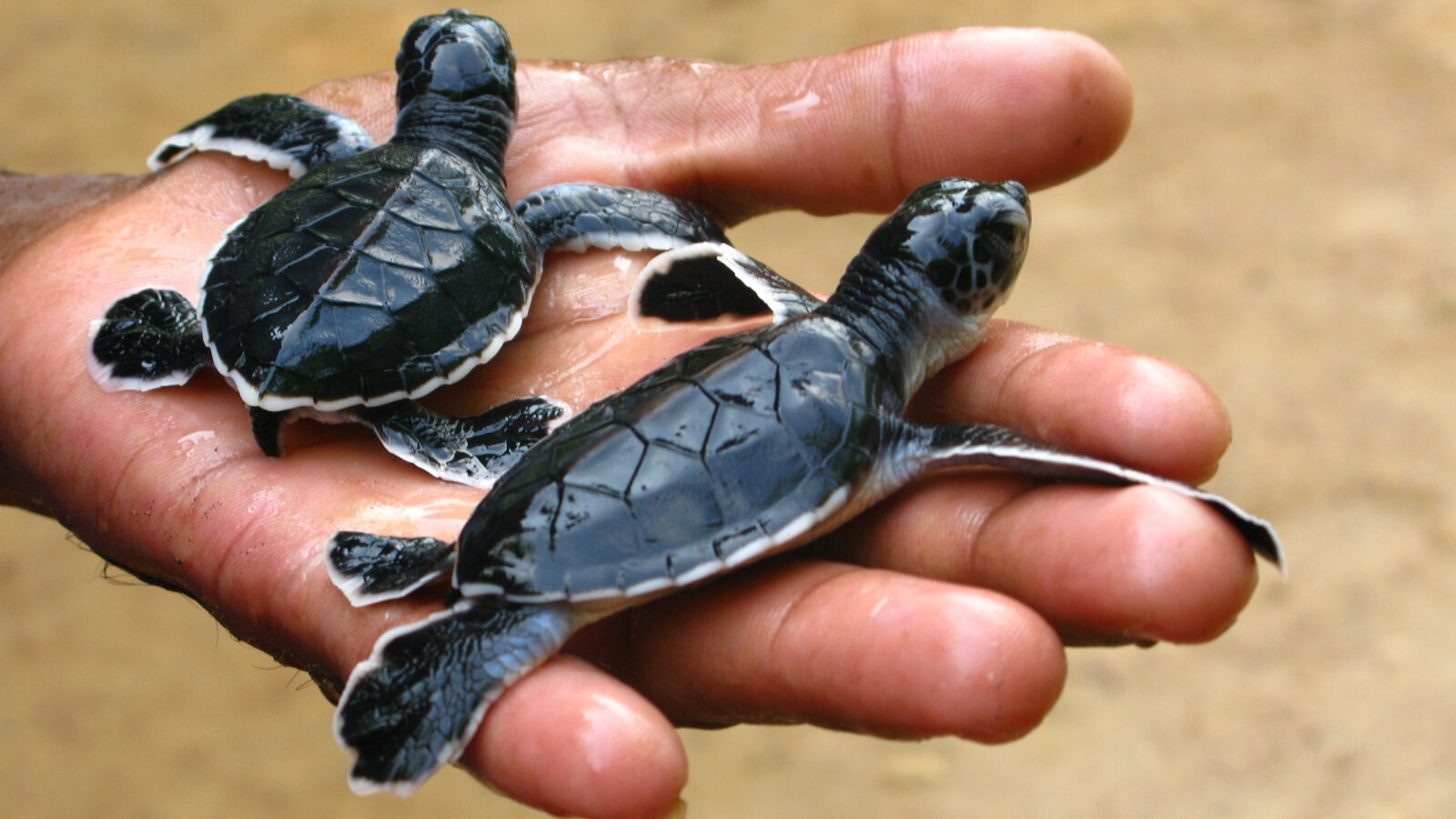 baby-turtles-sri-lanka