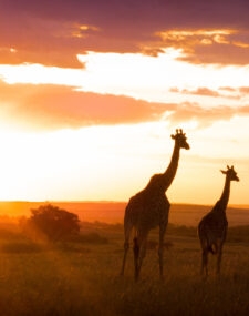 A Wildly Adventurous Tanzanian Honeymoon
