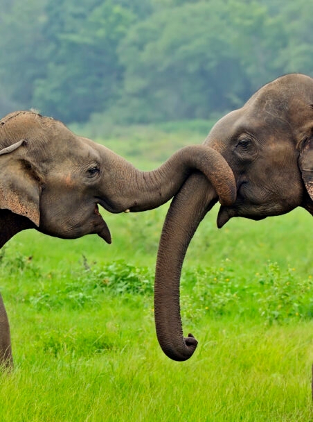 When is the Best Time to Visit Sri Lanka?