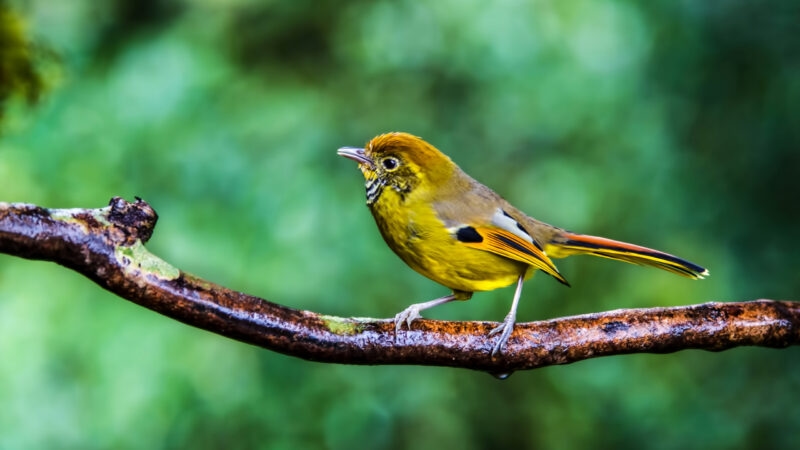 Chestnut-tailed Minla in Chiang Mai
