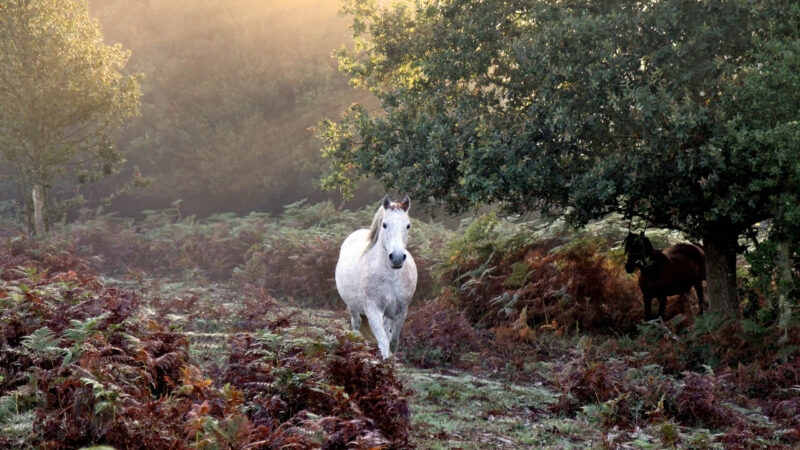 A white wild pony standing among brown ferns in a misty forest with another pony under a tree.