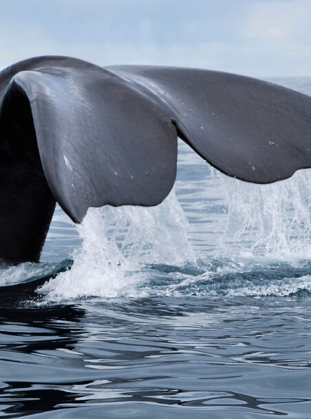 Eight Extraordinary Places to Go Whale Watching in South America
