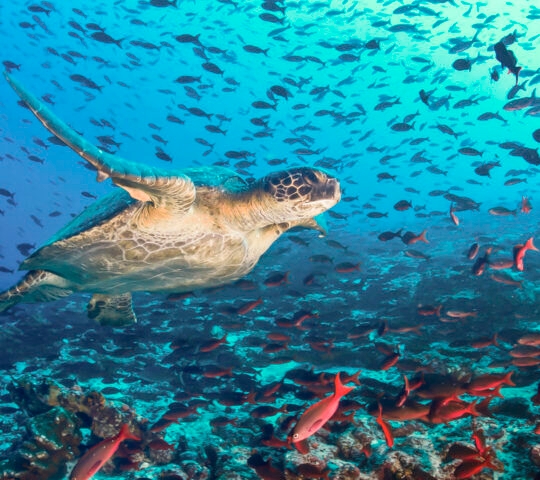 snorkelling-galapagos-islands-ecuador