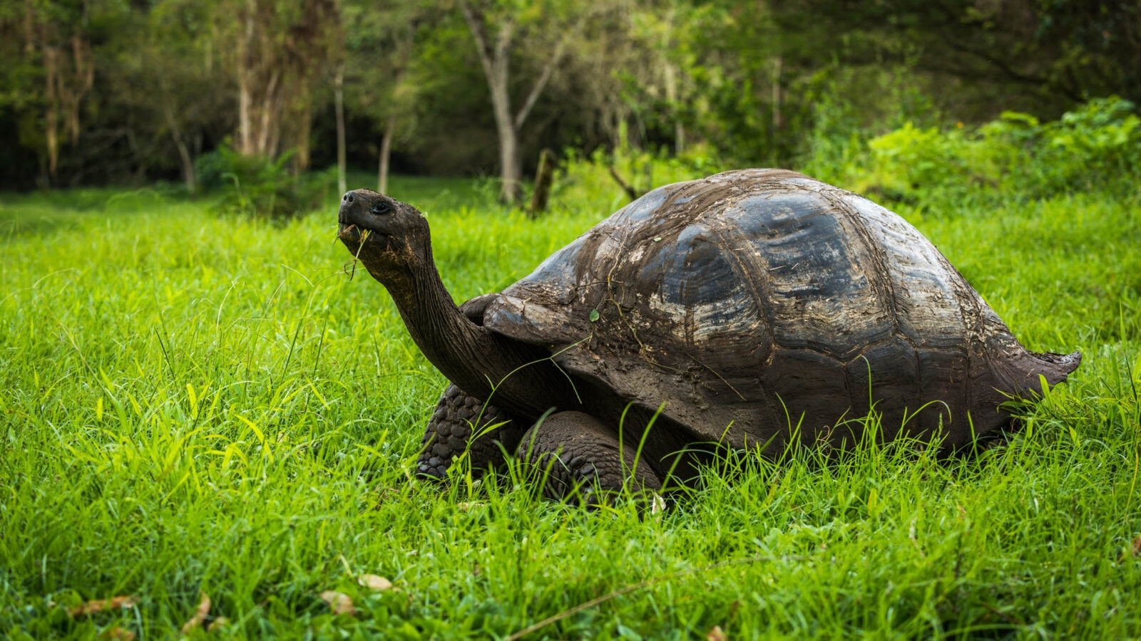 Galapagos giant tortoise eating grass in woods