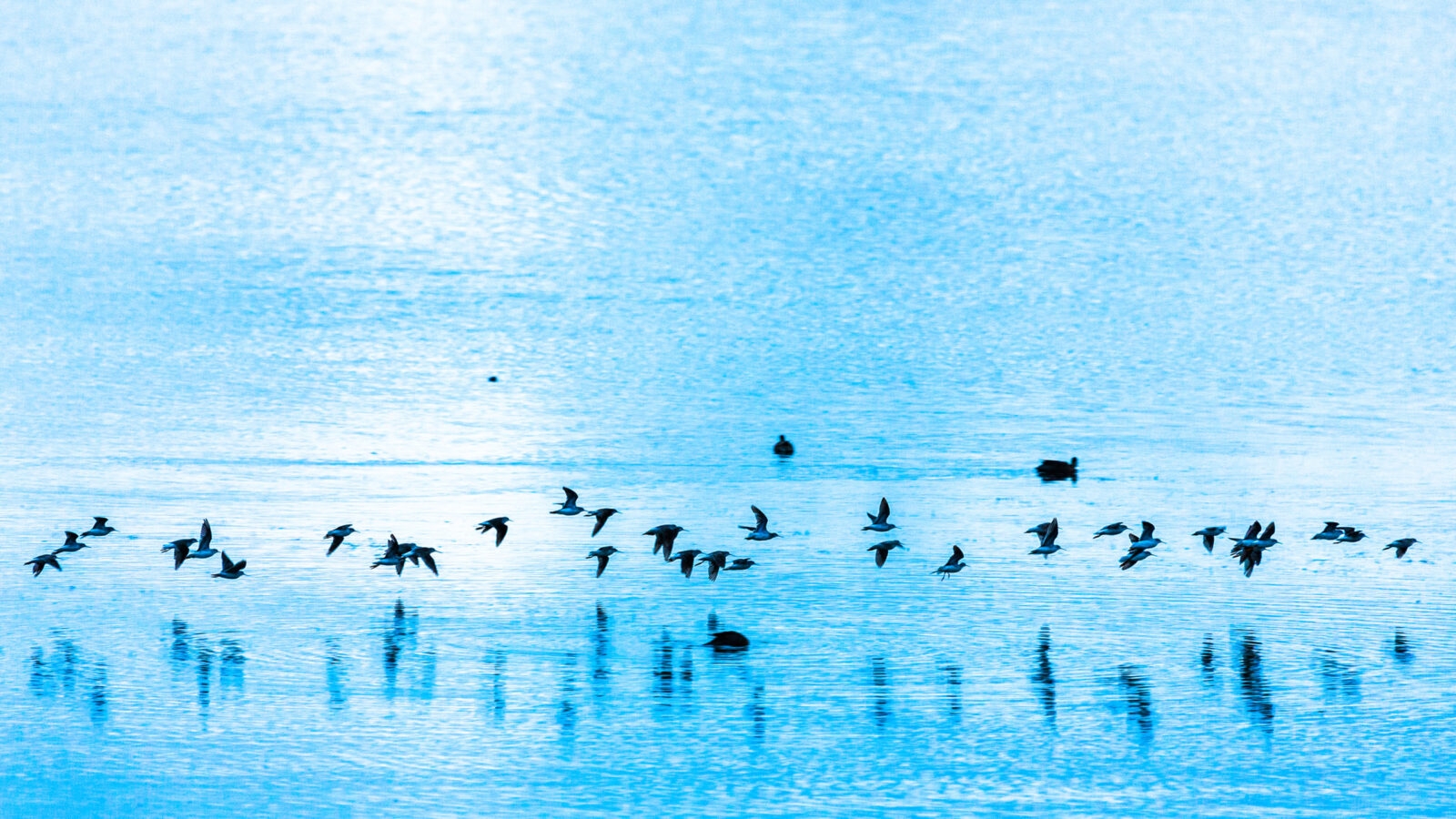 lake-titicaca-peru-birds