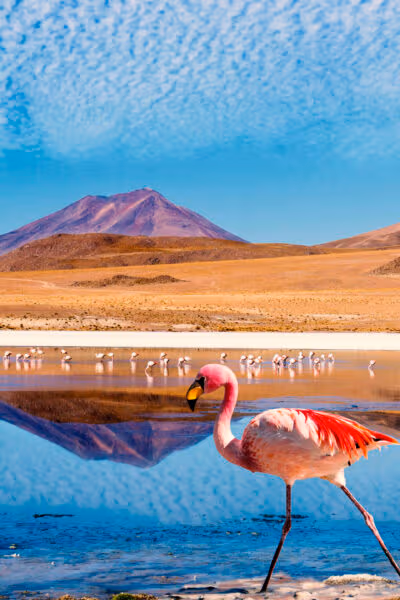 Andean High Plains Grand Tour