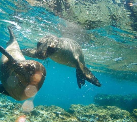 Two Galapagos Sea Lions Frolic Together Underwater