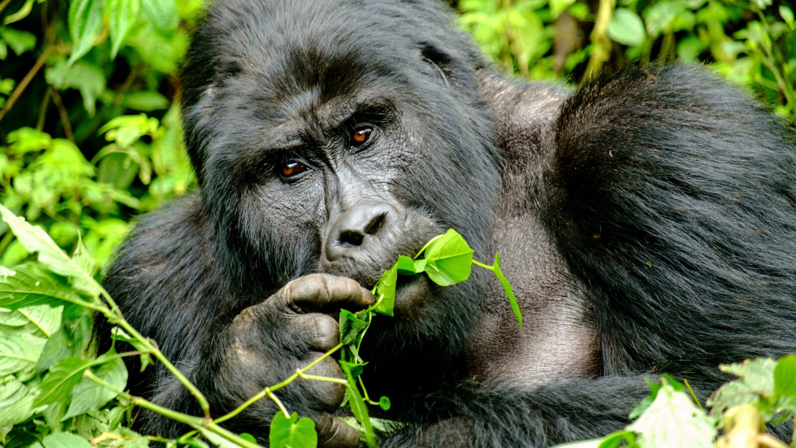mountain-silverback-gorilla-in-bwindi-impenetrable-forest