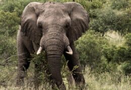 Luxury Safari and Waterfalls