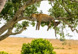 Magnificent Kenyan Safari and Waterfalls Honeymoon