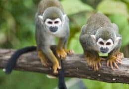 Galapagos and Amazon Vacation