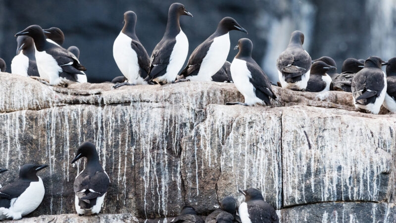 Guillemots nesting on Alkefjellet bird cliff, Hinlopen Strait, Svalbard, Norway