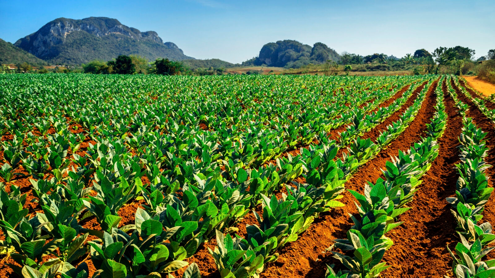 Tobacco fields in Vinales, Cuba