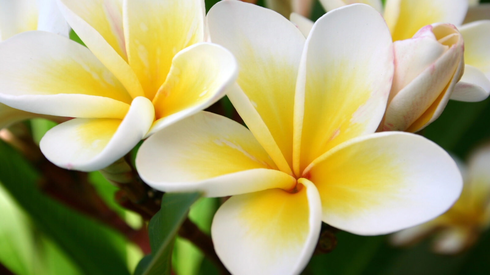 fiji-frangipane-flower