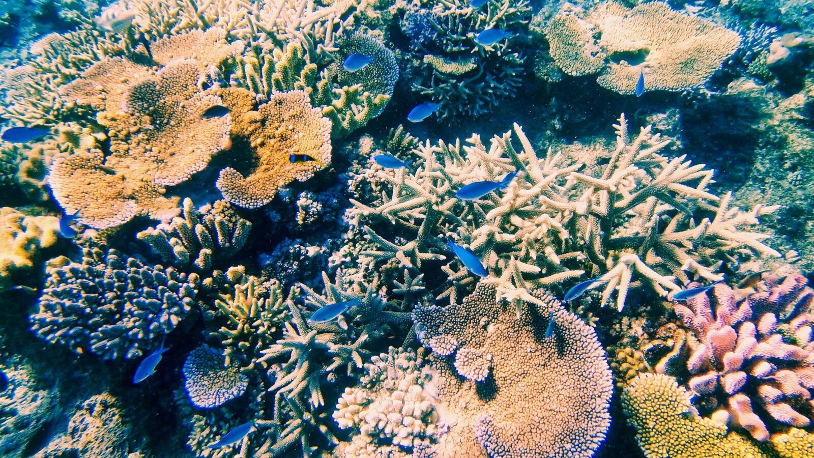 Coral reef, Somosomo Strait, Taveuni