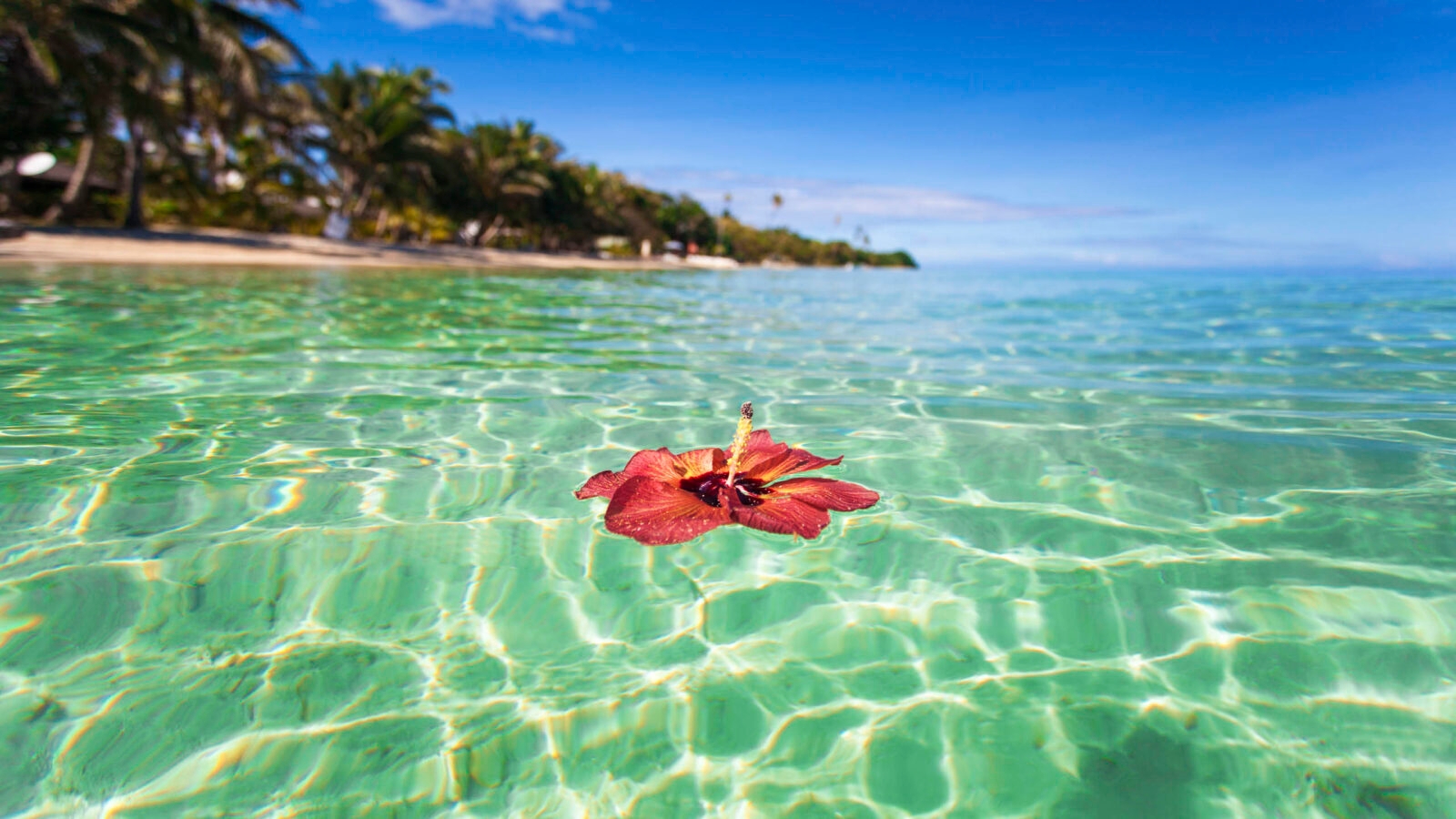 Hibiscus floating off tropical Fiji island