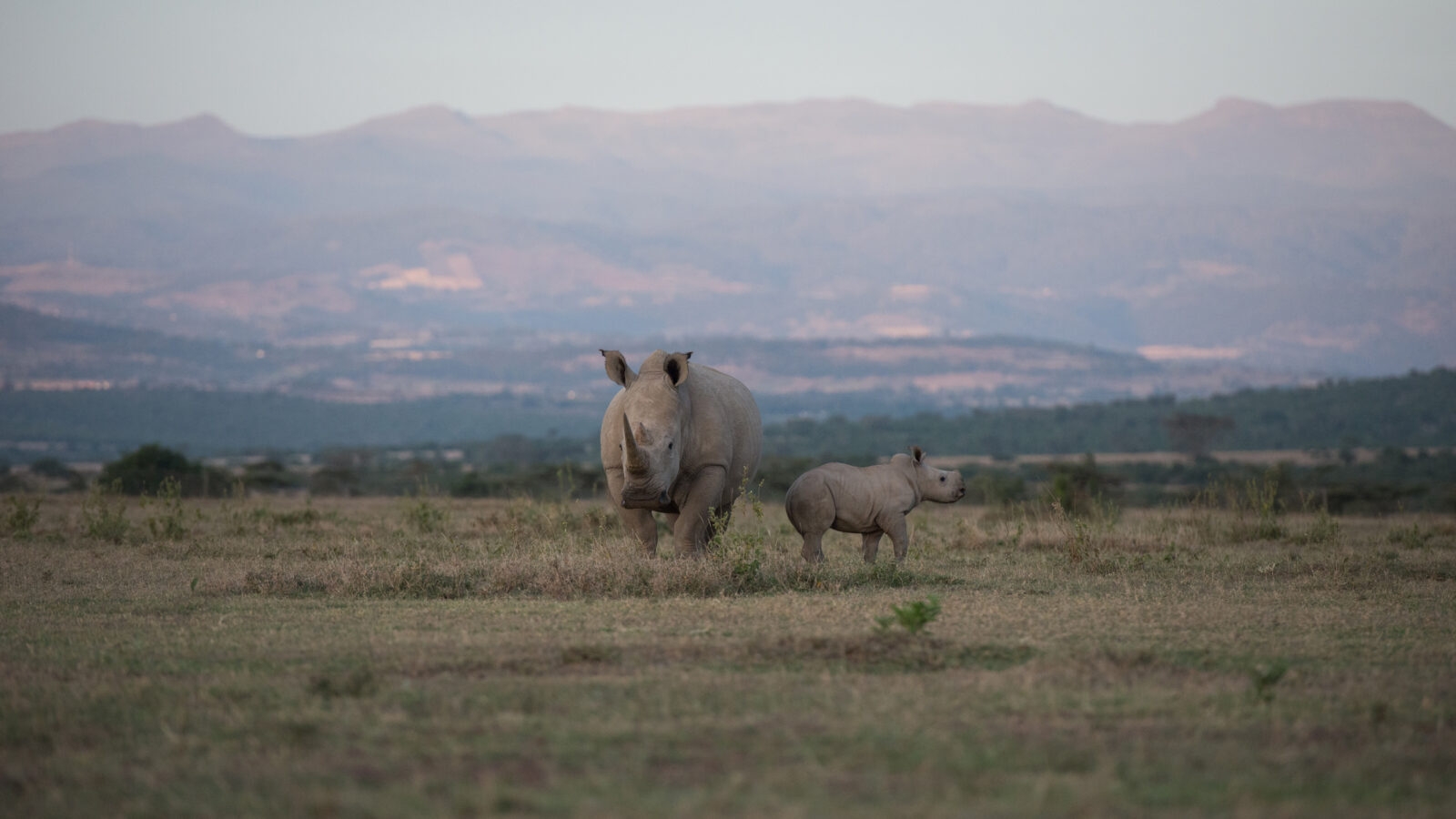rhinos-solio-private-reserve