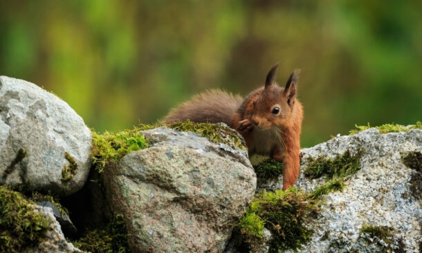 Red Squirrel Scotland