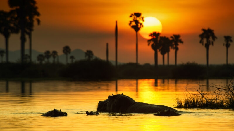 Selous, Tanzania, hippos