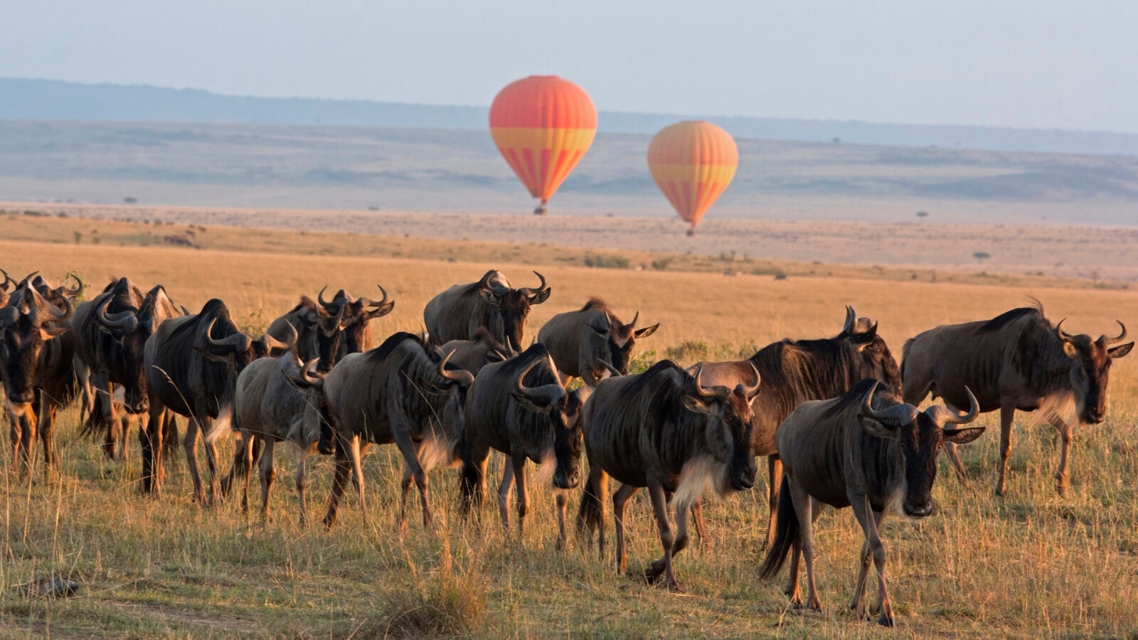 Hot air balloons over a herd of wildebeest in the Maasai Mara, Kenya