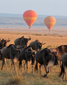 The Ultimate Kenyan Safari