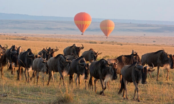 The Ultimate Kenyan Safari