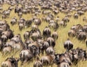 An enormous herd of wildebeest filling a grassy field during a luxury Maasai Mara safari.