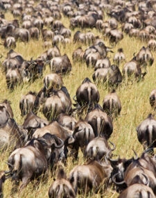 See the Great Migration in the Maasai Mara