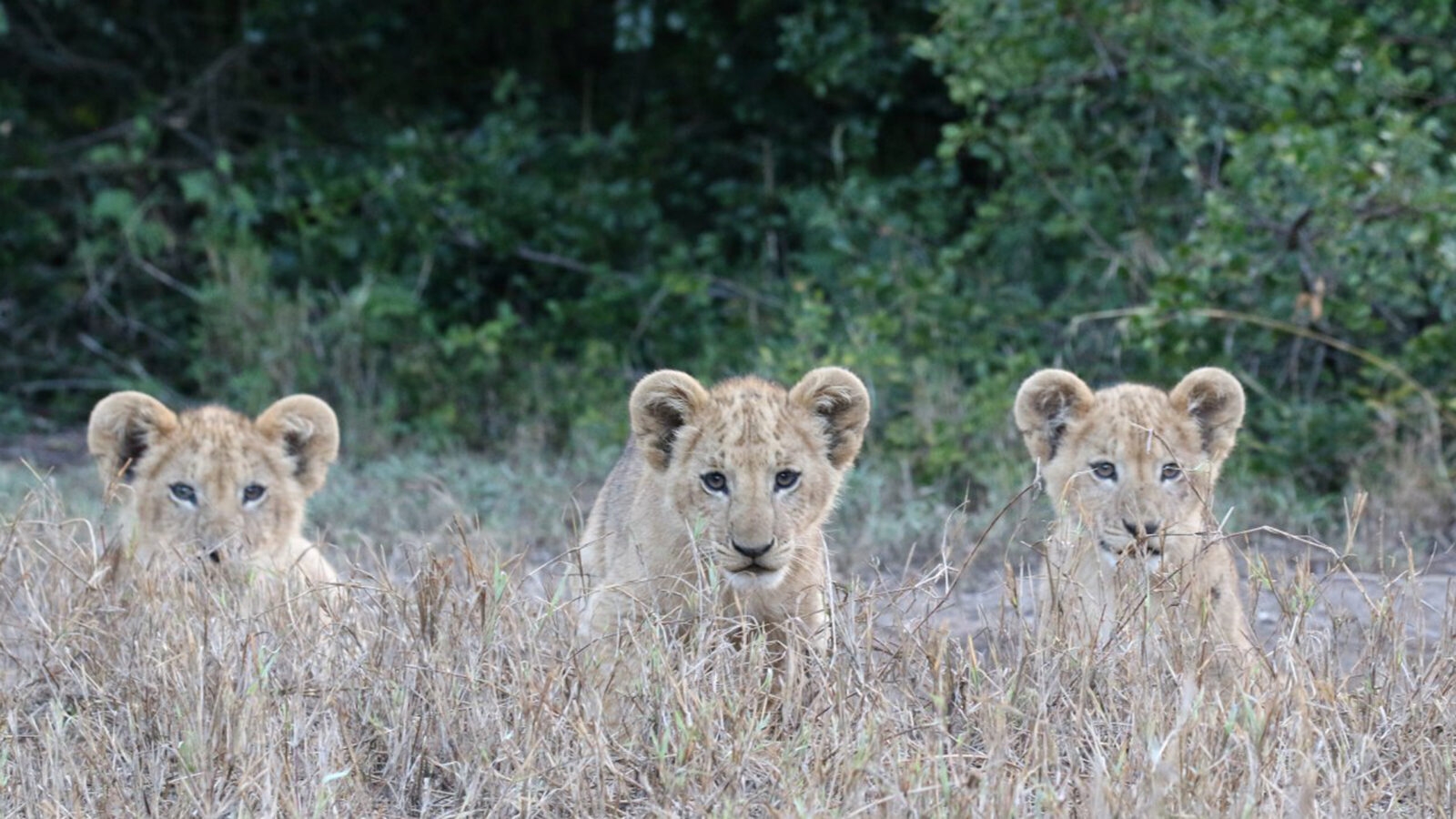 lion-cubs-solio